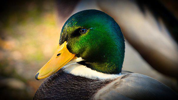 Detail Duck Pictures Free Nomer 4