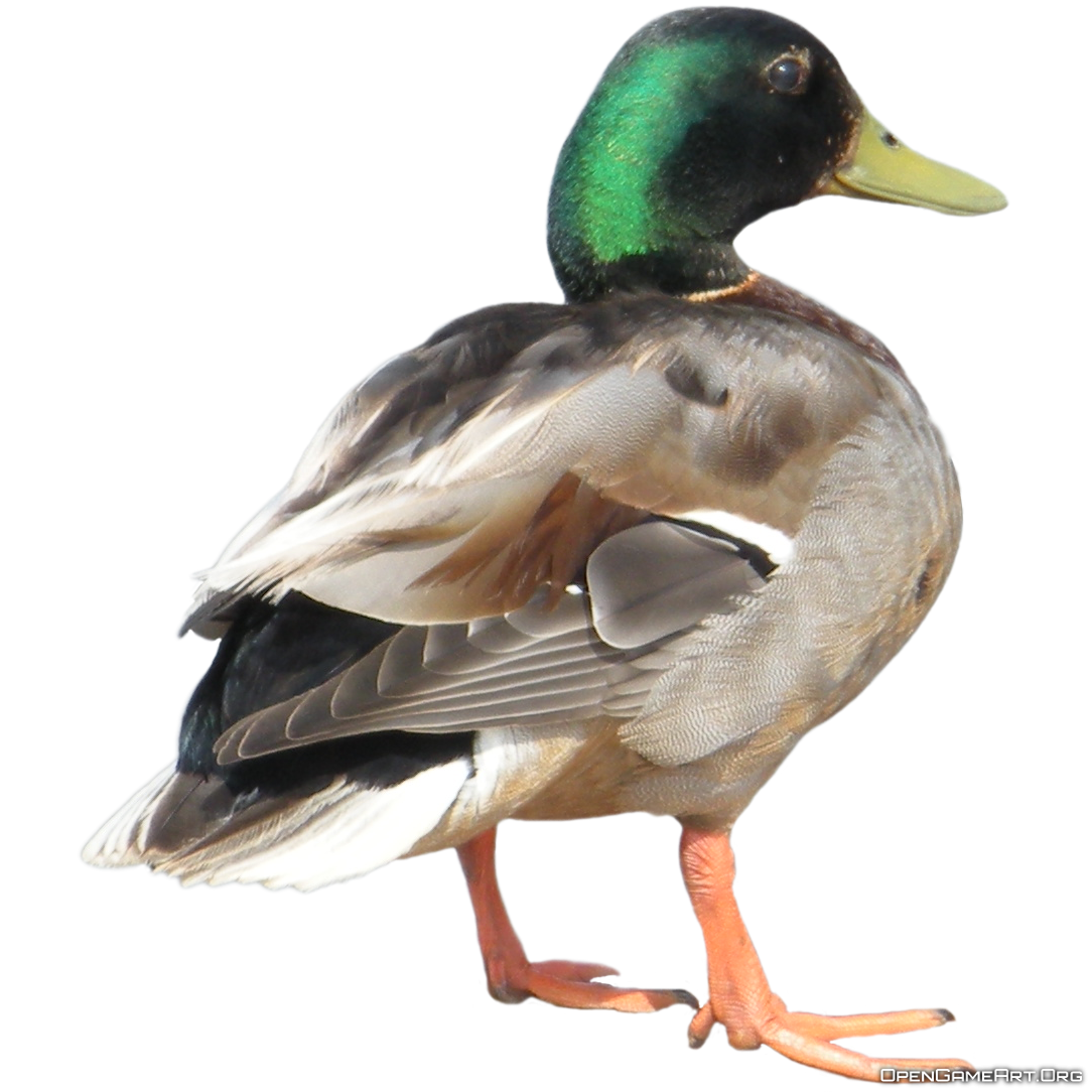 Detail Duck Png Clipart Nomer 22