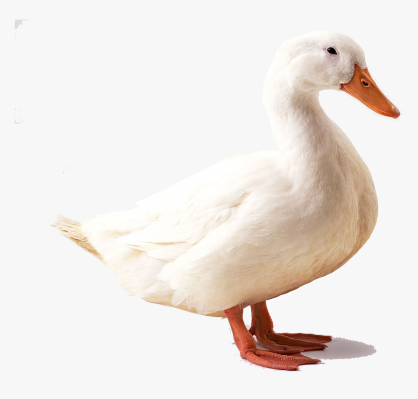 Detail Duck Transparent Nomer 16