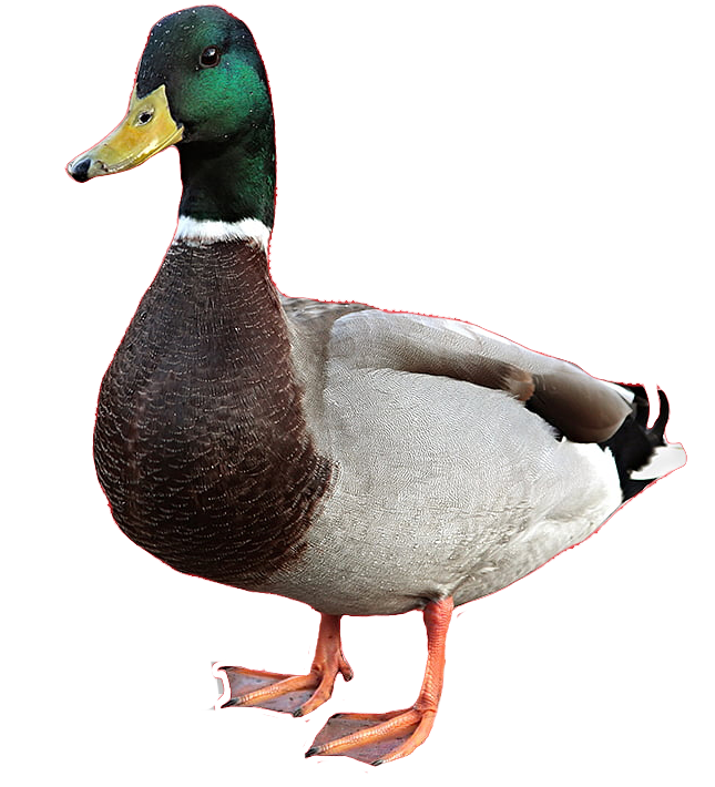 Detail Duck Transparent Nomer 21