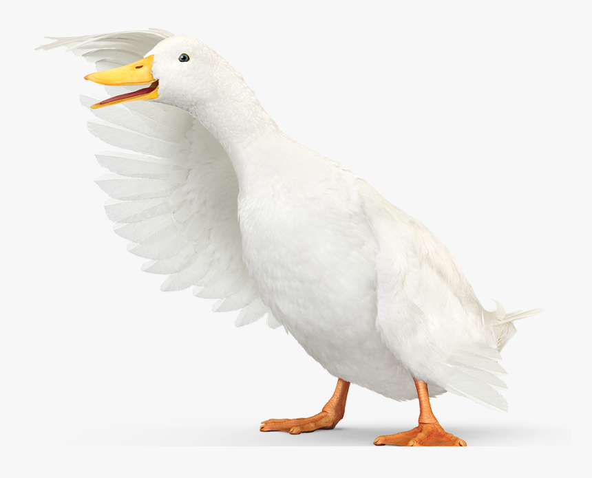 Detail Duck Transparent Nomer 25