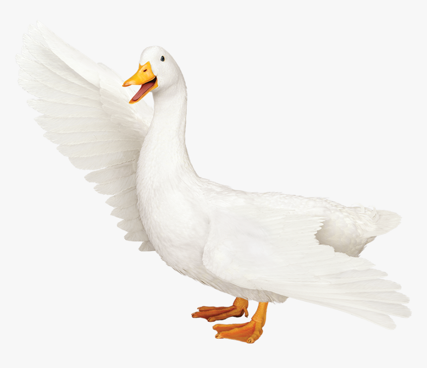 Detail Duck Transparent Nomer 33