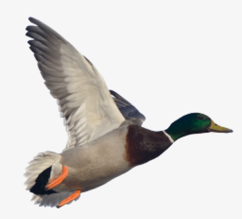 Detail Duck Transparent Nomer 37