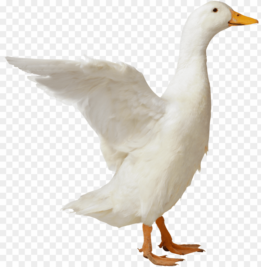 Detail Duck Transparent Nomer 7