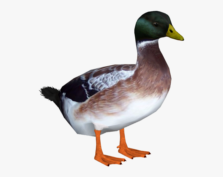 Detail Duck Transparent Background Nomer 10