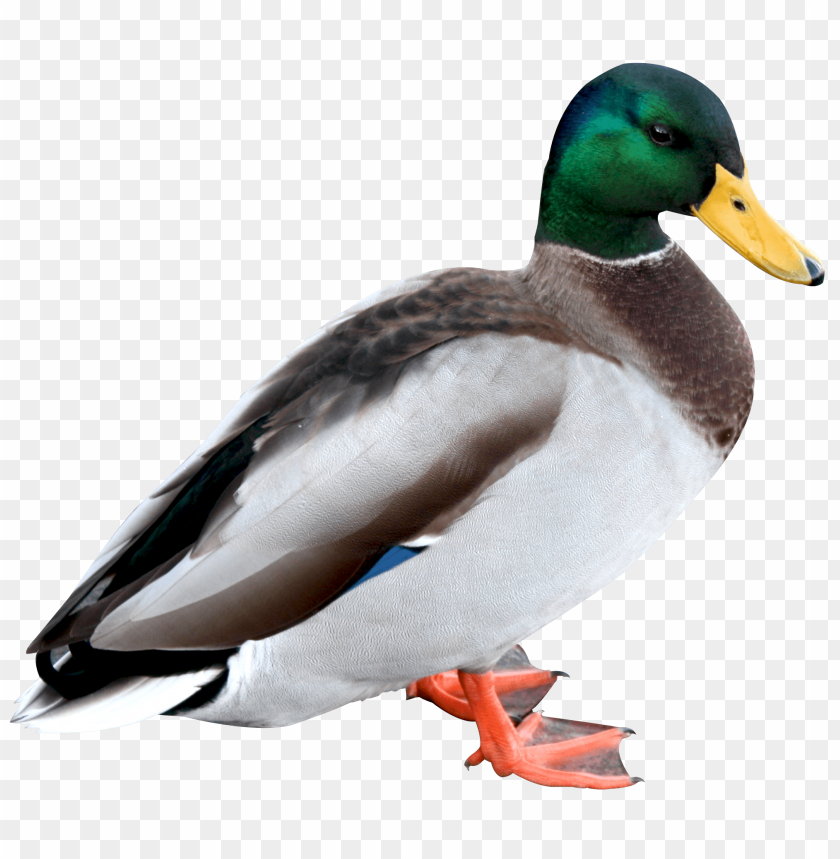 Detail Duck Transparent Background Nomer 15