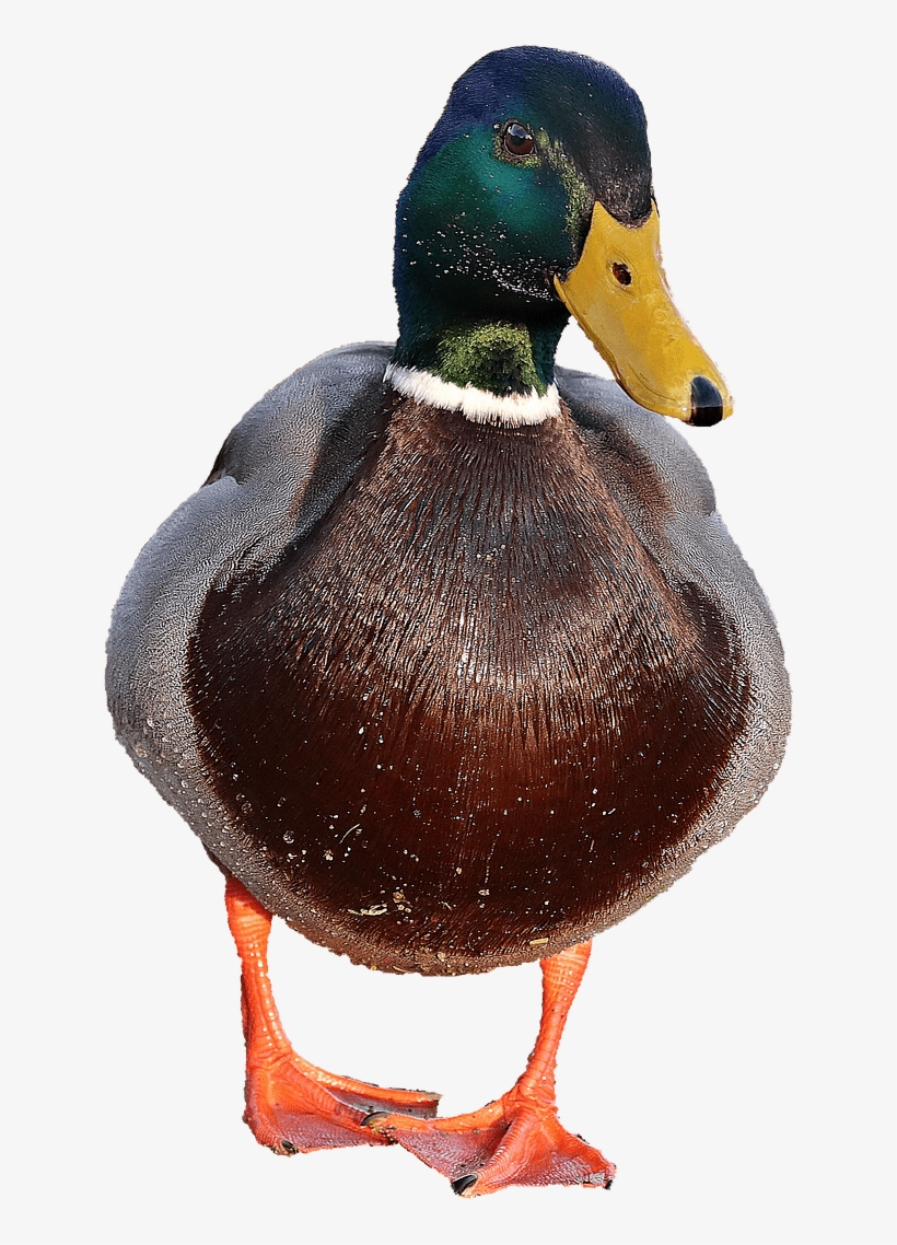 Detail Duck Transparent Background Nomer 26