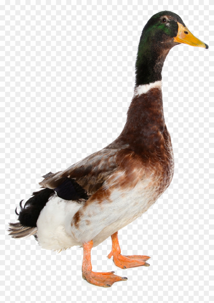 Detail Duck Transparent Background Nomer 29