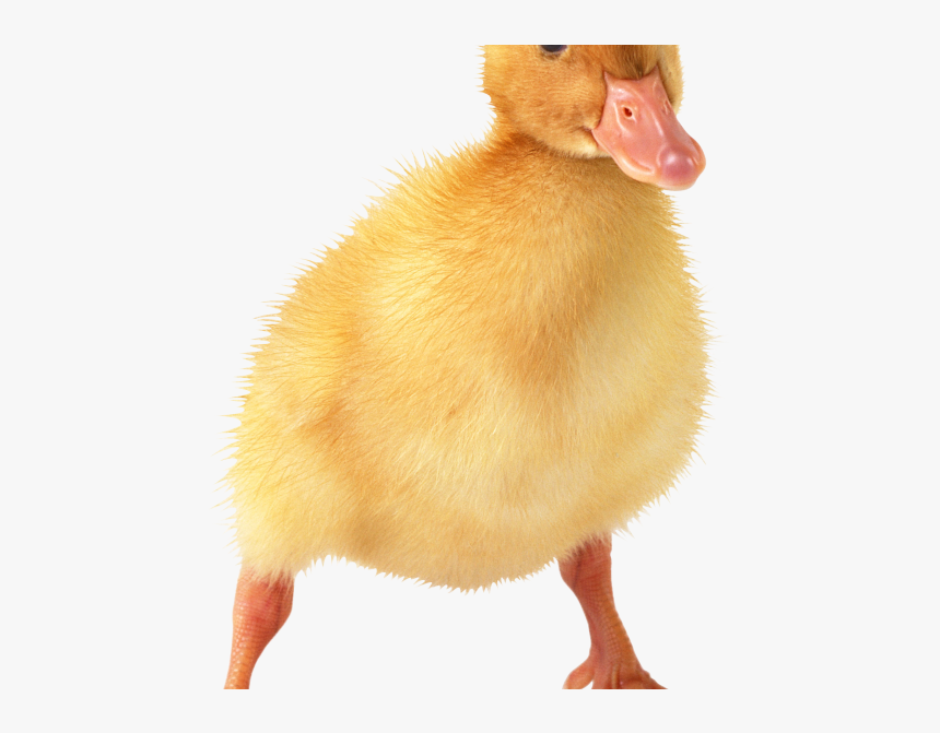 Detail Duck Transparent Background Nomer 32