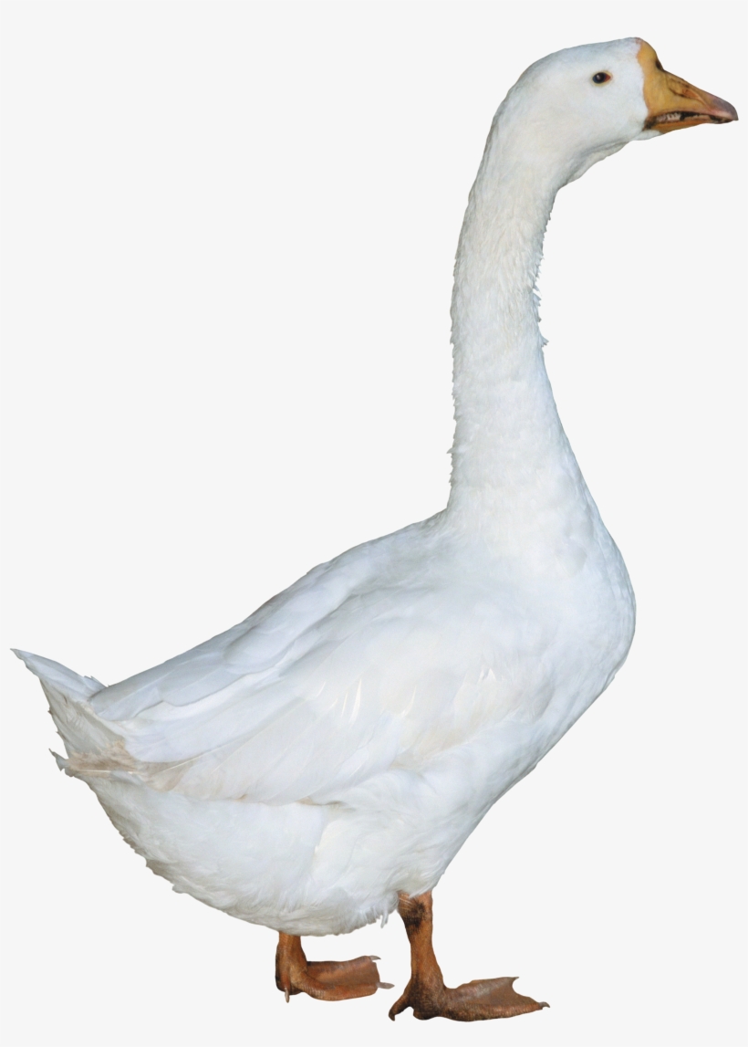 Detail Duck Transparent Background Nomer 40