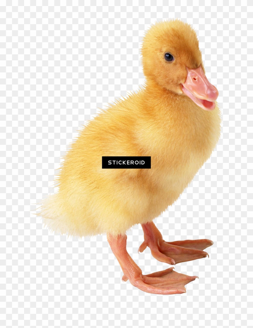 Detail Duck Transparent Background Nomer 43