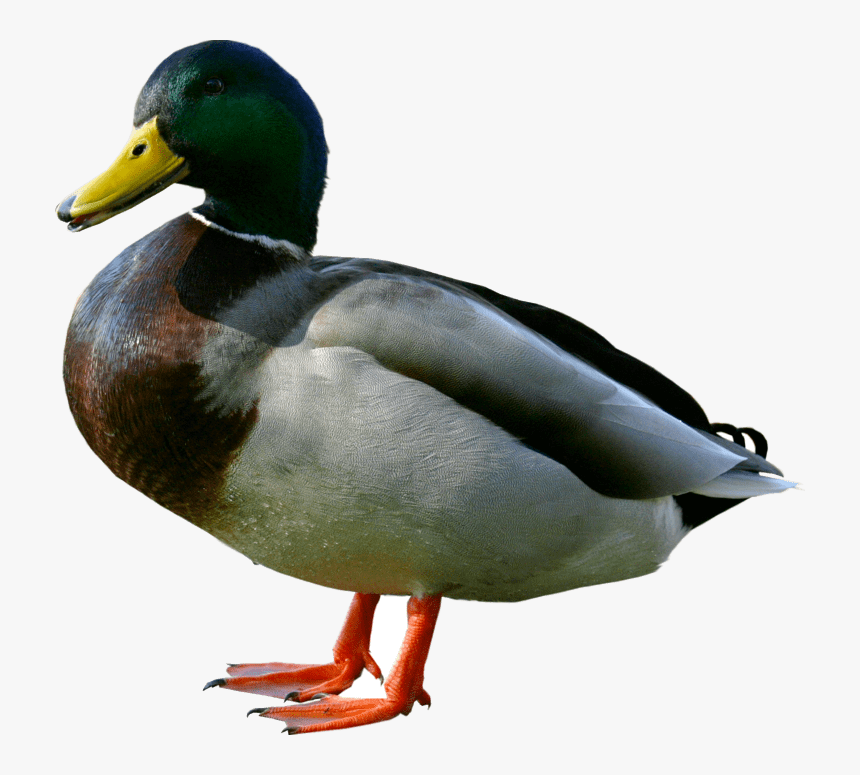Detail Duck Transparent Background Nomer 5