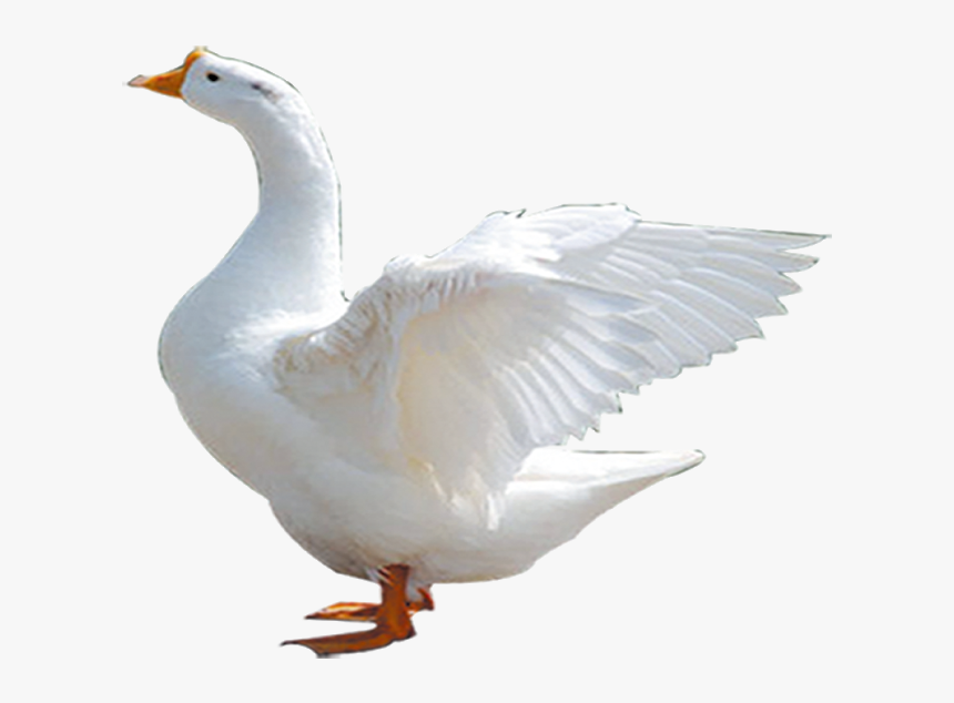 Detail Duck Transparent Background Nomer 47
