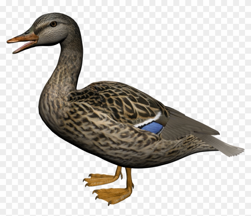 Detail Duck Transparent Background Nomer 6