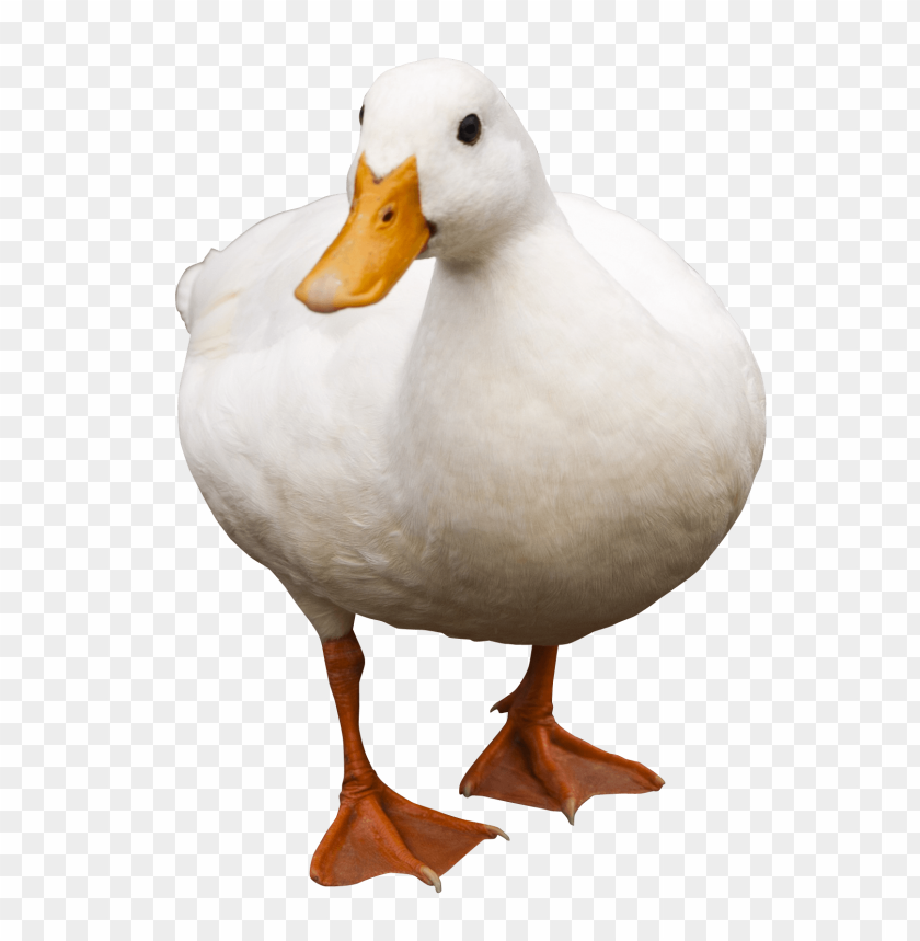 Detail Duck Transparent Background Nomer 7