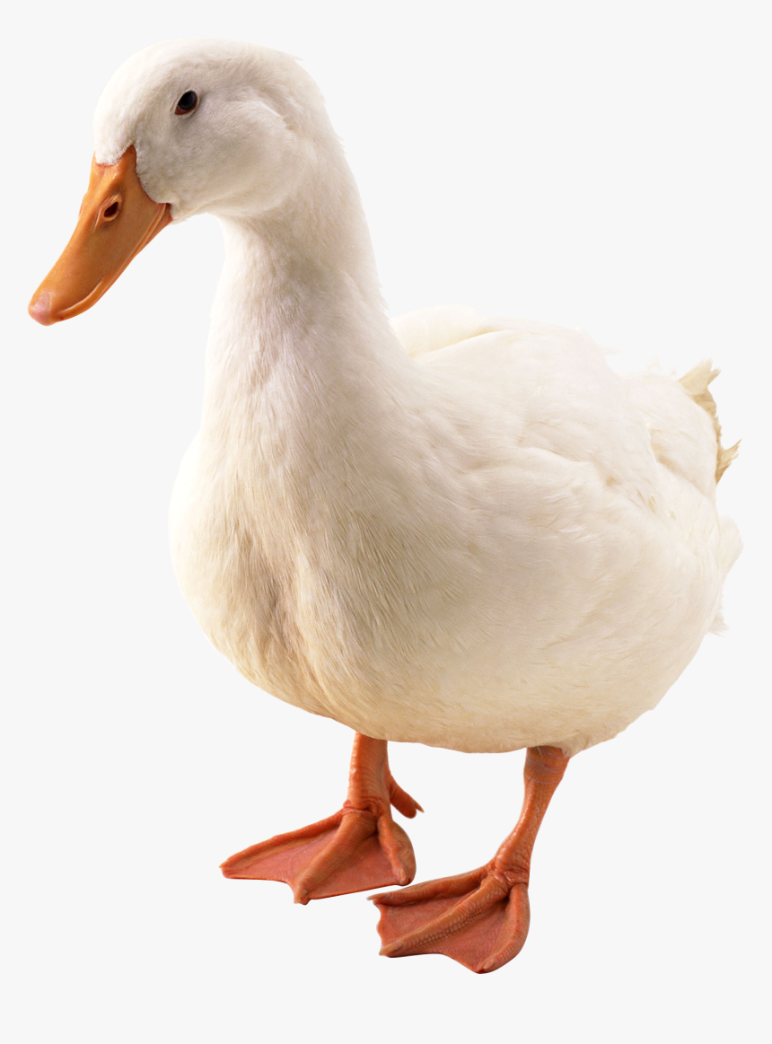 Detail Duck Transparent Background Nomer 8
