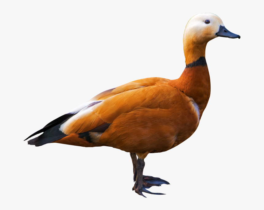 Detail Duck White Background Nomer 47