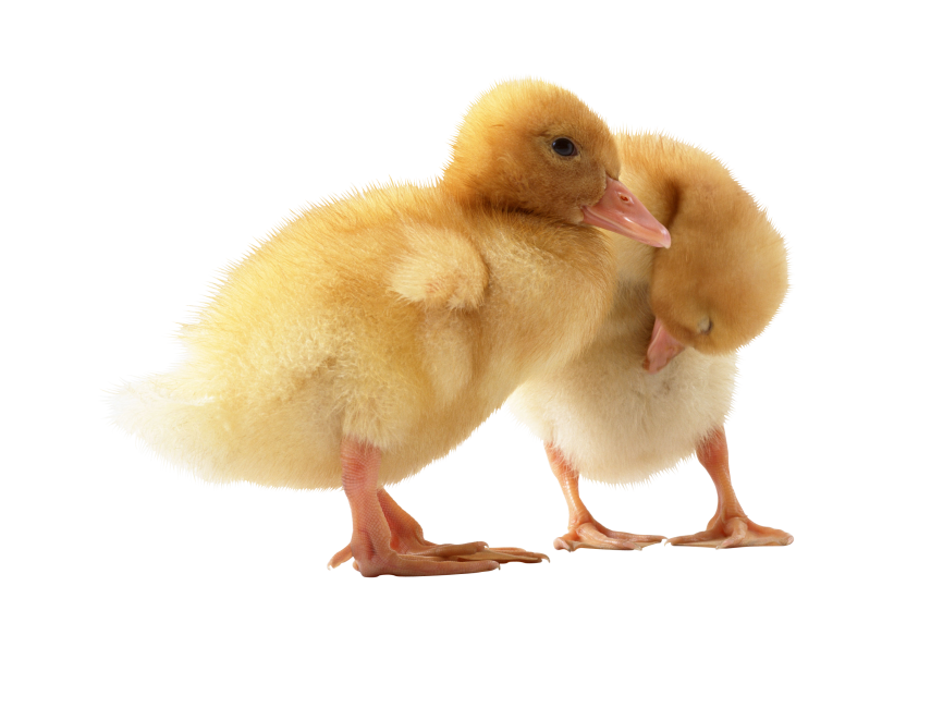 Detail Duckling Png Nomer 16