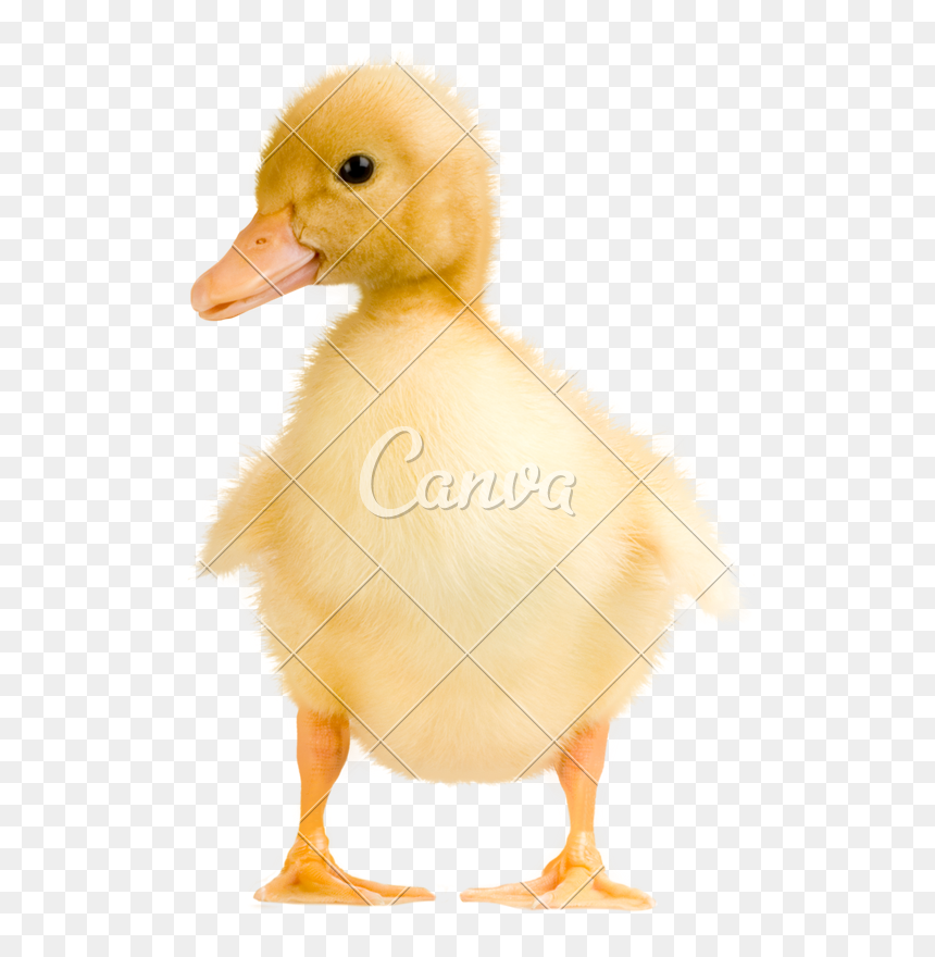 Detail Duckling Png Nomer 38