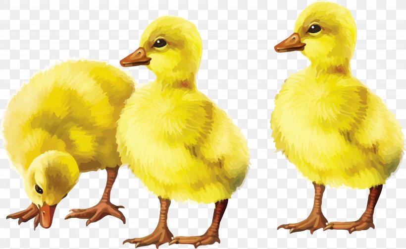 Detail Duckling Png Nomer 48