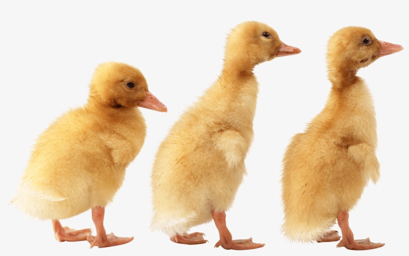 Detail Duckling Png Nomer 7