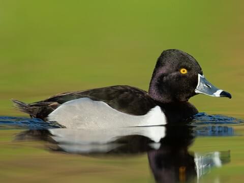 Detail Ducks Images Nomer 44