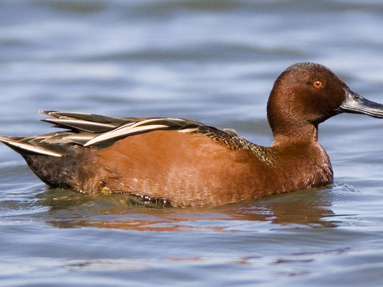 Detail Ducks Images Nomer 50
