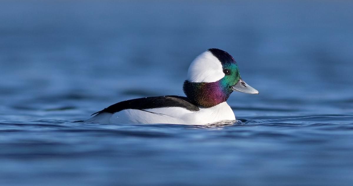 Detail Ducks Images Nomer 57