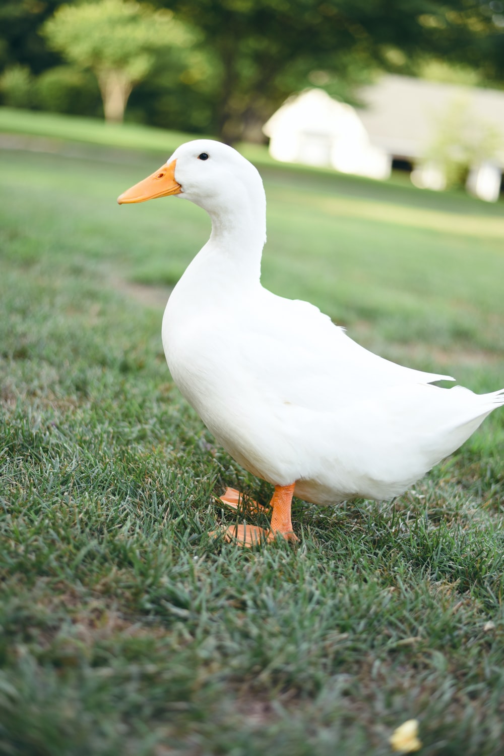 Detail Ducks Images Nomer 10