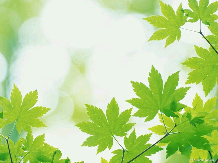 Detail Background Powerpoint Daun Nomer 16