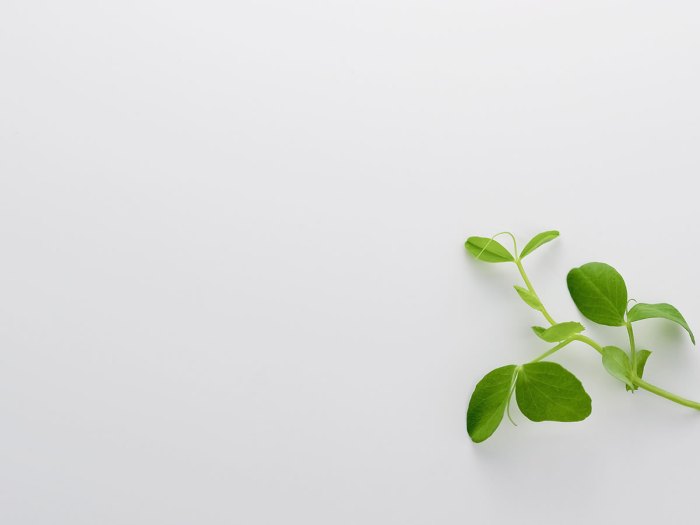 Detail Background Powerpoint Daun Nomer 24