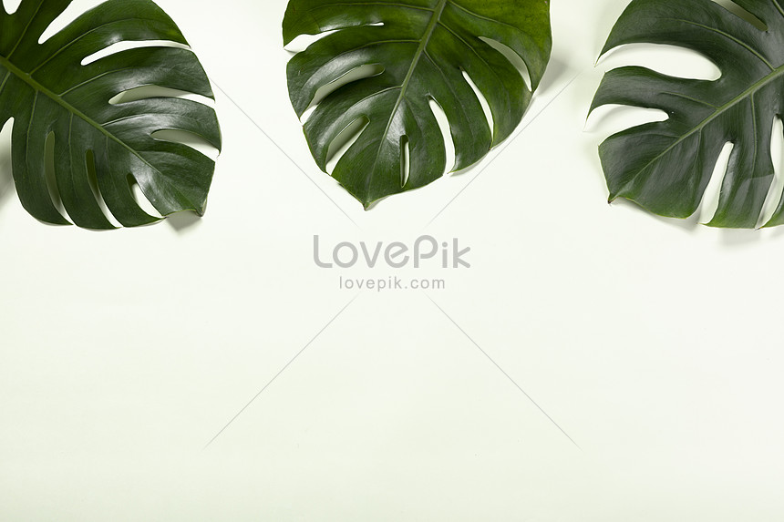 Detail Background Powerpoint Daun Nomer 28