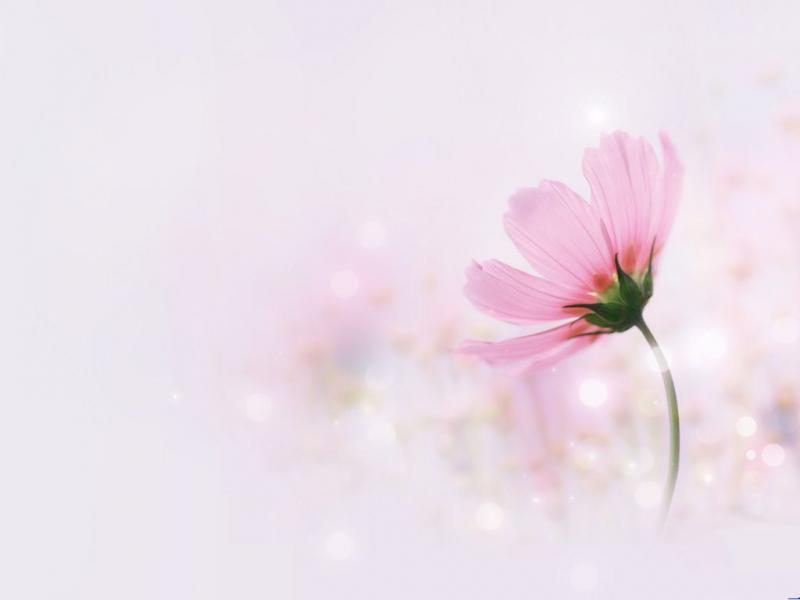 Detail Background Powerpoint Elegant Pink Nomer 5