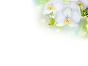 Detail Background Powerpoint Elegant White Nomer 29