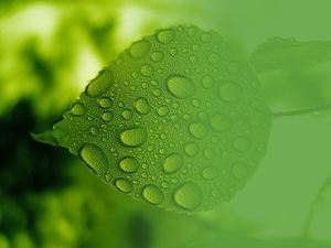 Detail Background Powerpoint Hijau Daun Nomer 36