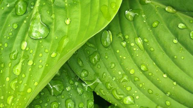 Detail Background Powerpoint Hijau Daun Nomer 40