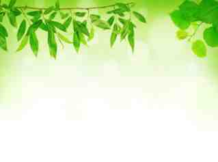 Detail Background Powerpoint Hijau Daun Nomer 42