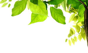 Detail Background Powerpoint Hijau Daun Nomer 9