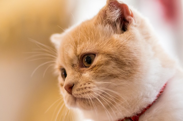 Detail Background Powerpoint Kucing Nomer 15