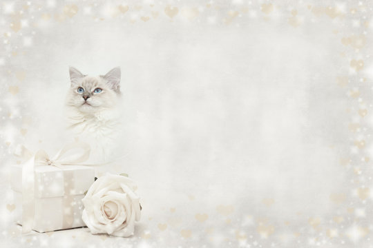 Detail Background Powerpoint Kucing Nomer 18