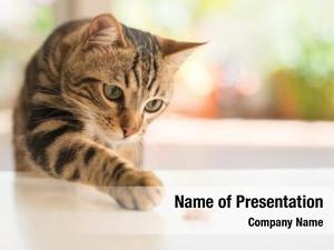 Detail Background Powerpoint Kucing Nomer 28