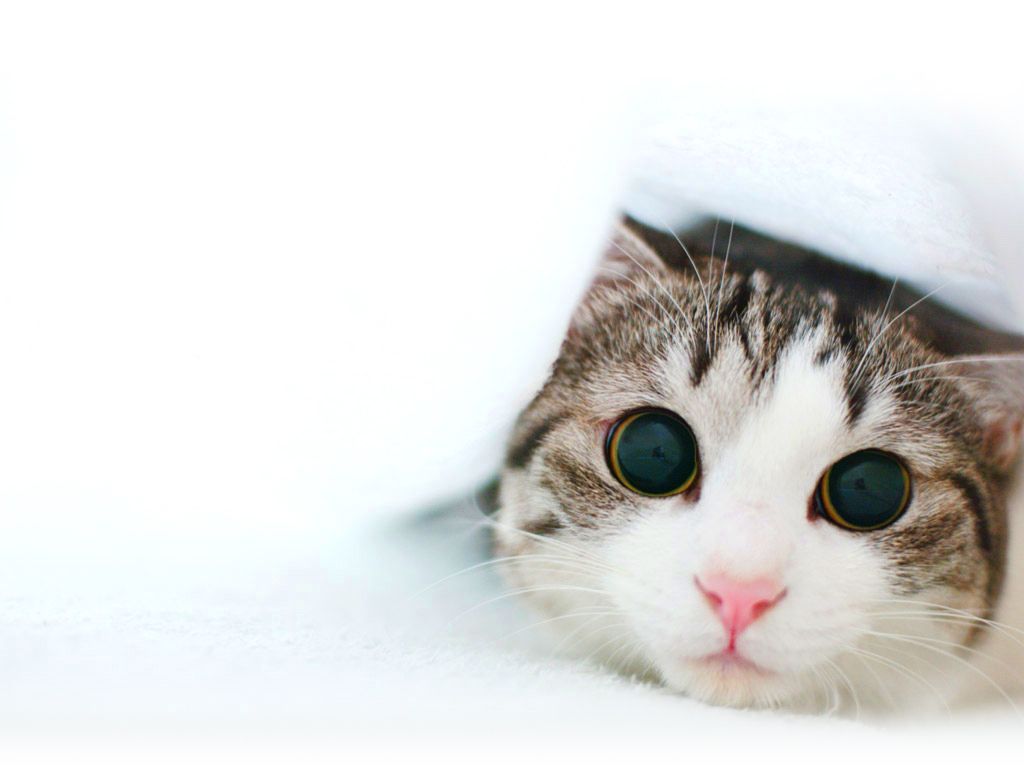 Detail Background Powerpoint Kucing Nomer 33