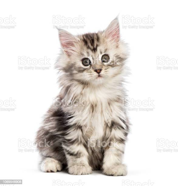 Detail Background Powerpoint Kucing Nomer 45