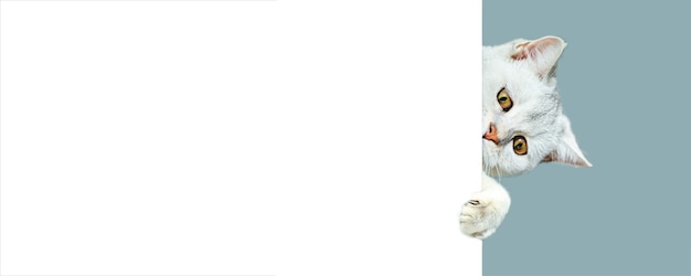 Detail Background Powerpoint Kucing Nomer 47