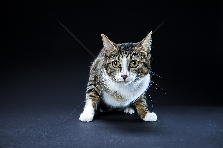 Detail Background Powerpoint Kucing Nomer 54