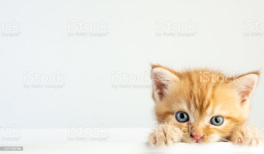 Detail Background Powerpoint Kucing Nomer 55