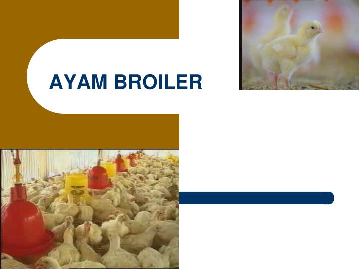 Detail Background Ppt Ayam Nomer 24