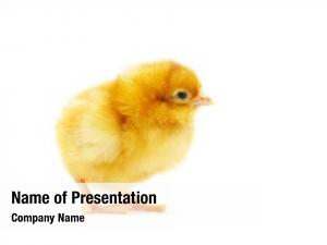Detail Background Ppt Ayam Nomer 36