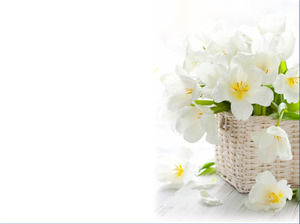 Detail Background Ppt Bunga Nomer 25