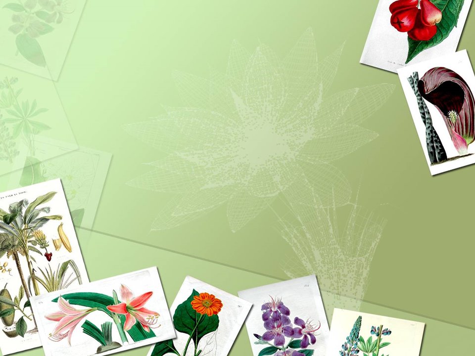 Detail Background Ppt Bunga Nomer 7